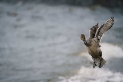 Seagull flying over sea