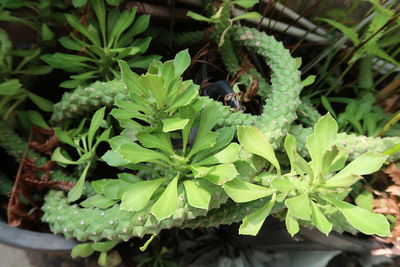 Close-up of insect on plant