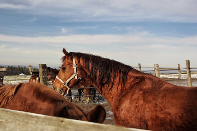 horse