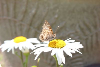 Close-up of butterfly pollinating on yellow flower