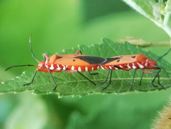 Close-up of insect on leaf