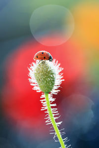 Close-up of red flower bud