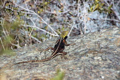 Close-up of insect on rock