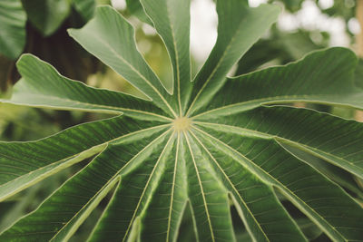 Close-up of leaves growing outdoors