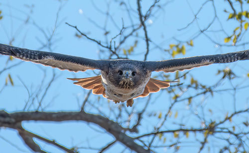 The Peregrine