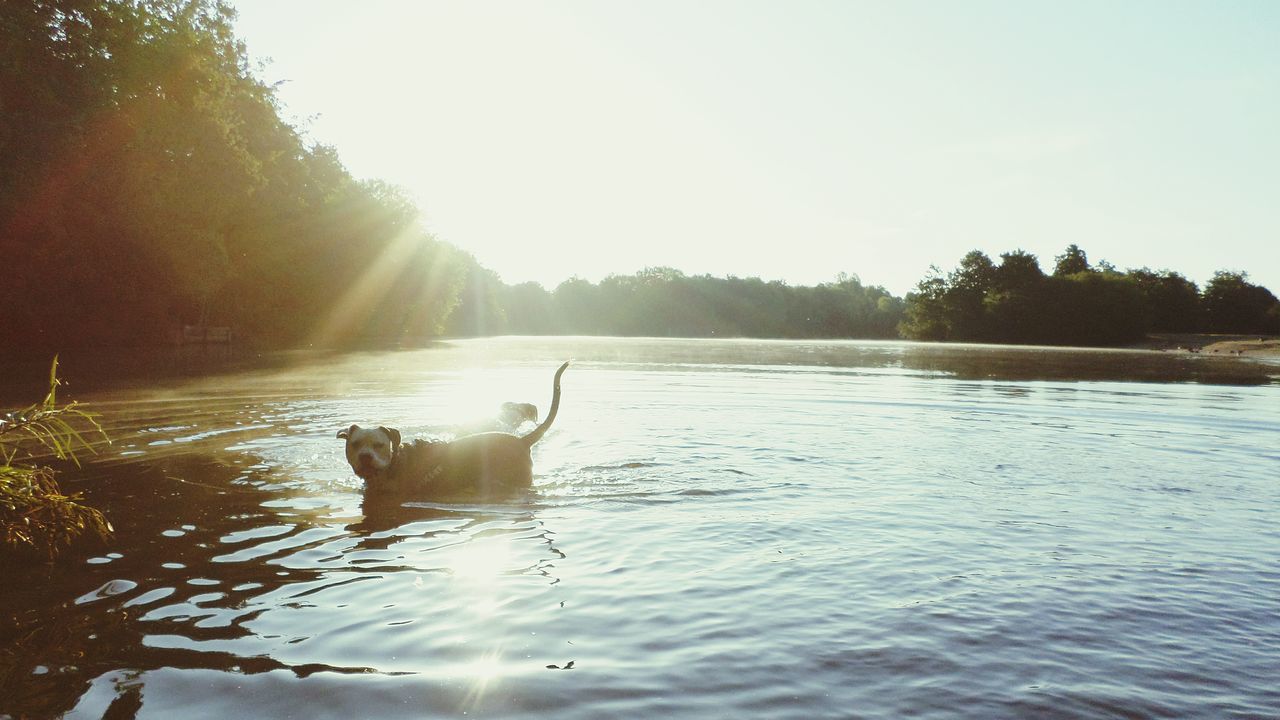 water, animal themes, one animal, tree, lake, bird, animals in the wild, reflection, wildlife, clear sky, waterfront, tranquility, nature, tranquil scene, beauty in nature, sun, sunlight, scenics, river, two animals