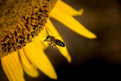 Close-up of bee pollinating on yellow flower