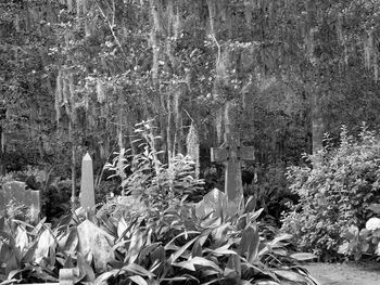 Crowd on tree in forest