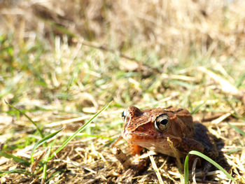 Close-up of lizard on field