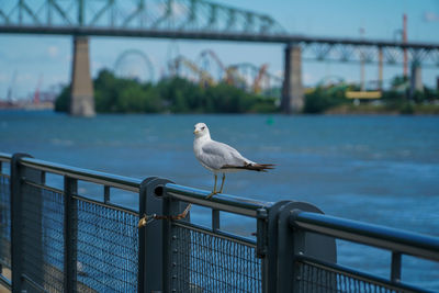 Seagull perching on railing by river in city