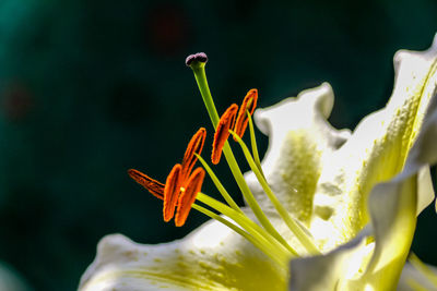 Close-up of orange lily on plant