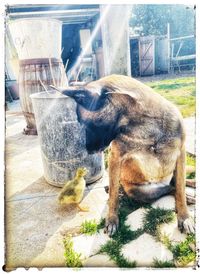View of dog relaxing