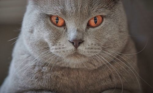 Close-up portrait of a cat