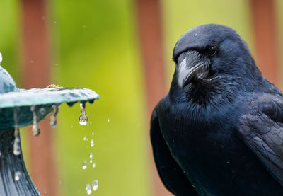 Close-up of a bird