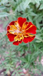 Close-up of red flower blooming outdoors