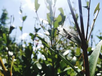 Close-up of flowers against sky