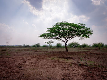 Tree on field against sky