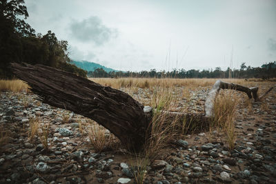 Driftwood on field against sky