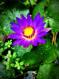 Close-up of wet purple flower blooming outdoors