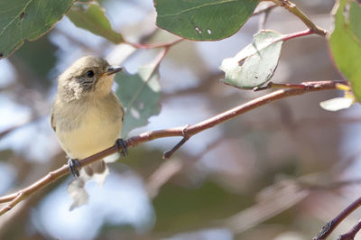 Low angle view of bird perching on branch