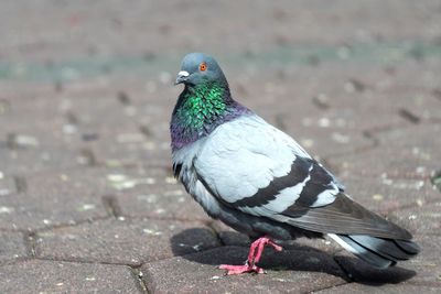 Close-up of pigeon perching on footpath