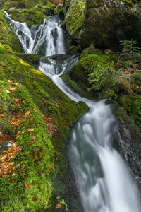 Scenic view of waterfall in forest