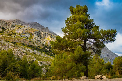 Trees on mountain against sky