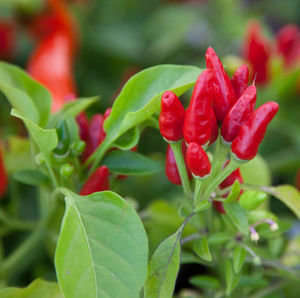 Close-up of red flowers