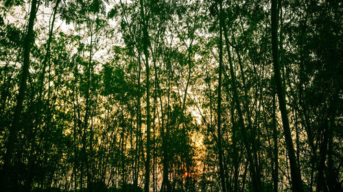 Low angle view of trees against sky