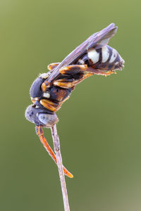 Close-up of bee on twig