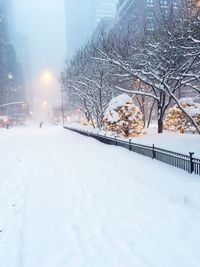 Snow covered trees