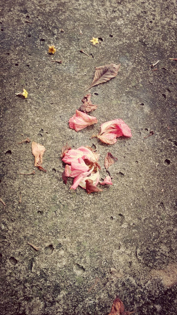 autumn, change, leaf, high angle view, dry, fallen, leaves, maple leaf, season, ground, falling, field, street, nature, still life, day, asphalt, directly above, outdoors, red