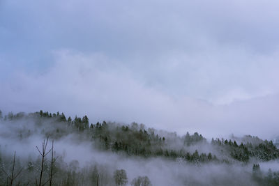 Trees on landscape against sky