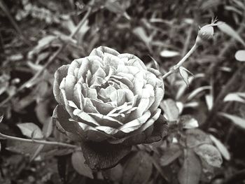 Close-up of rose blooming outdoors