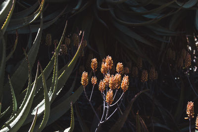 Close-up of wilted plant against trees