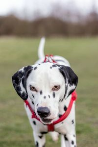 Portrait of dog on field