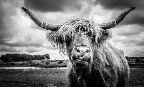 Portrait of a highland cow