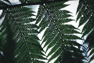 Low angle view of trees against sky