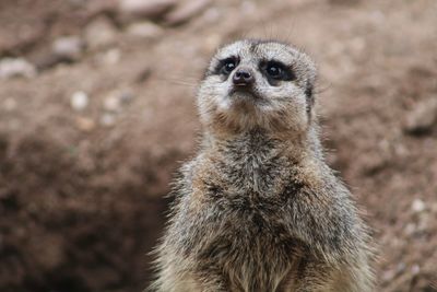 Close-up portrait of meerkat