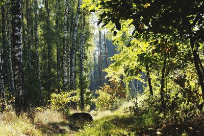 View of a forest
