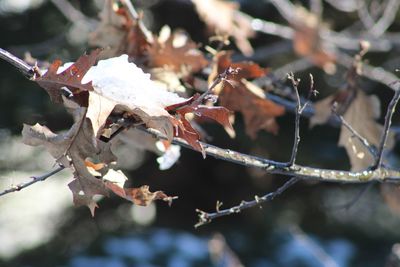 Close-up of snow on twig during autumn