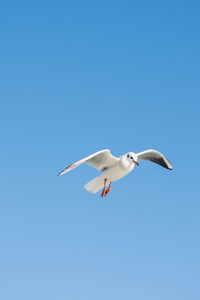 Low angle view of seagull flying in sky