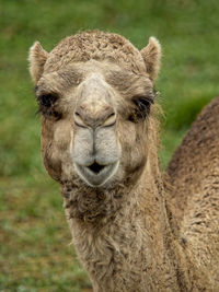 Close-up portrait of a horse on field