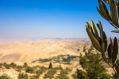 Cactus plant against clear sky