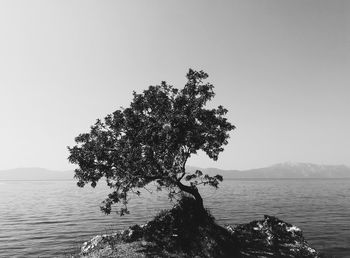 Tree by sea against clear sky