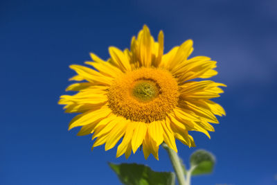 Close-up of yellow sunflower against blue sky