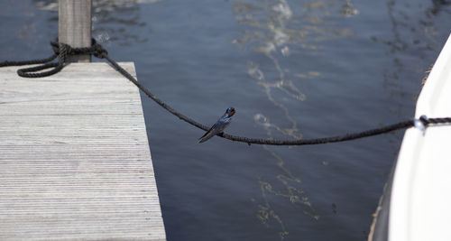 High angle view of bird perching on rope tied to boat and wooden post over lake