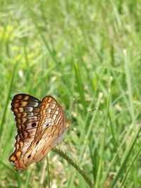 Close-up of butterfly on grass