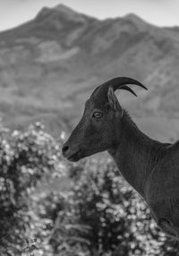 Close-up of nilgiri ibex / nilgiri tahr looking away