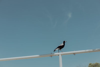 Low angle view of bird perching on pole